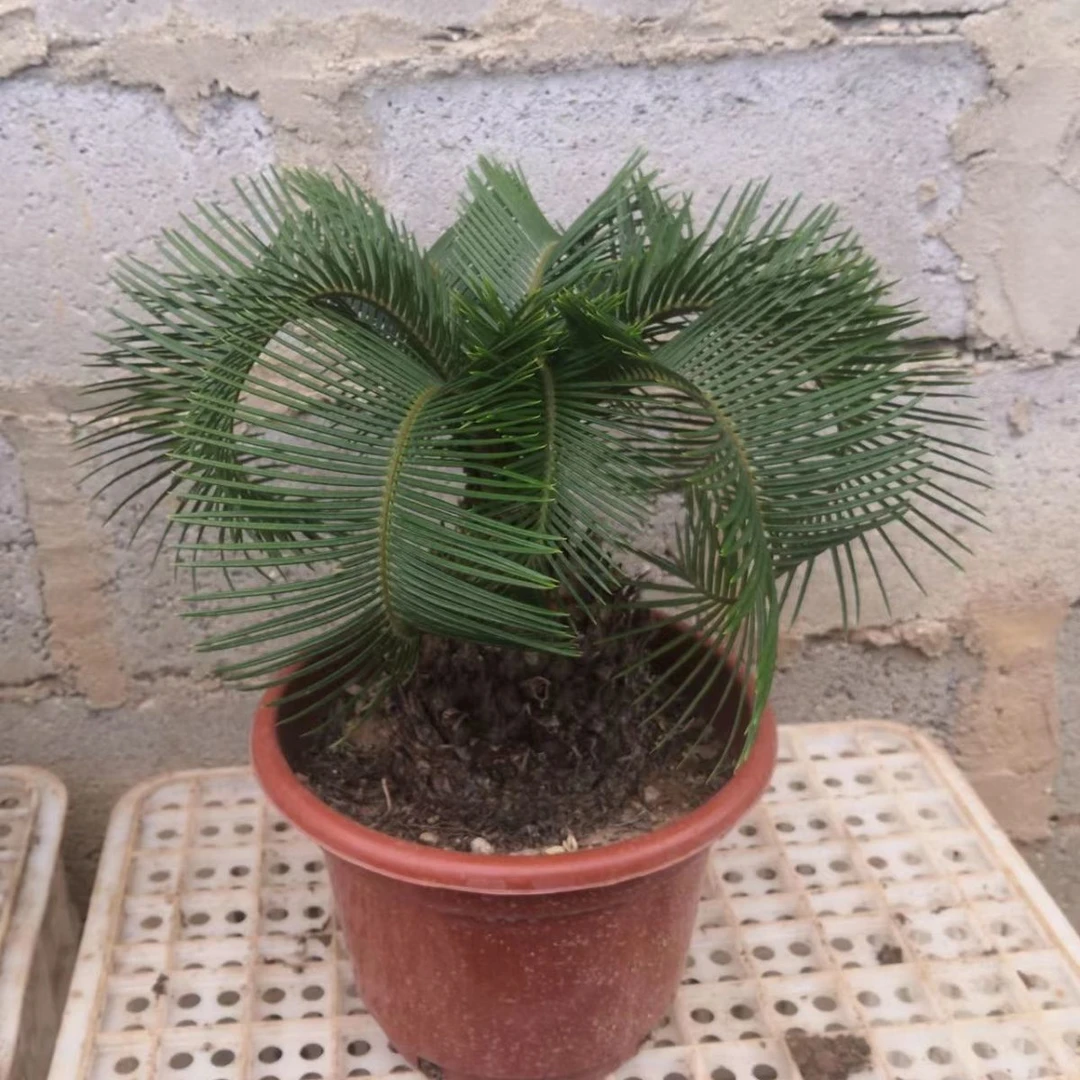 35一棵的羊角铁树