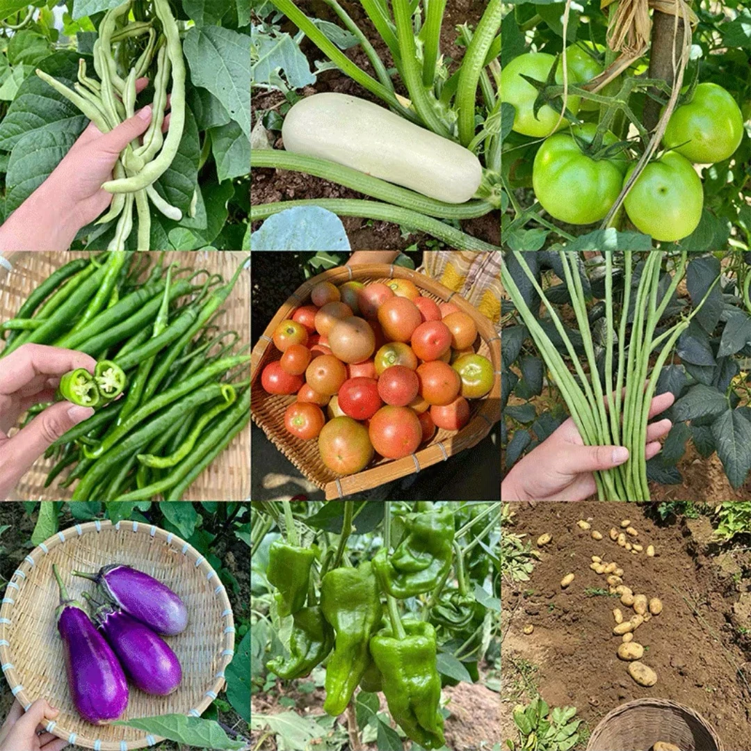 仙居农村果瓜蔬菜山货