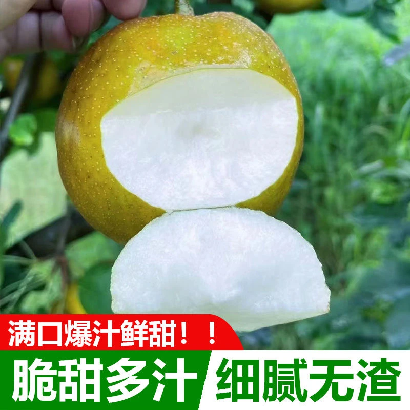 2024湖北头茬翠冠梨细嫩化渣现摘现发细腻多汁