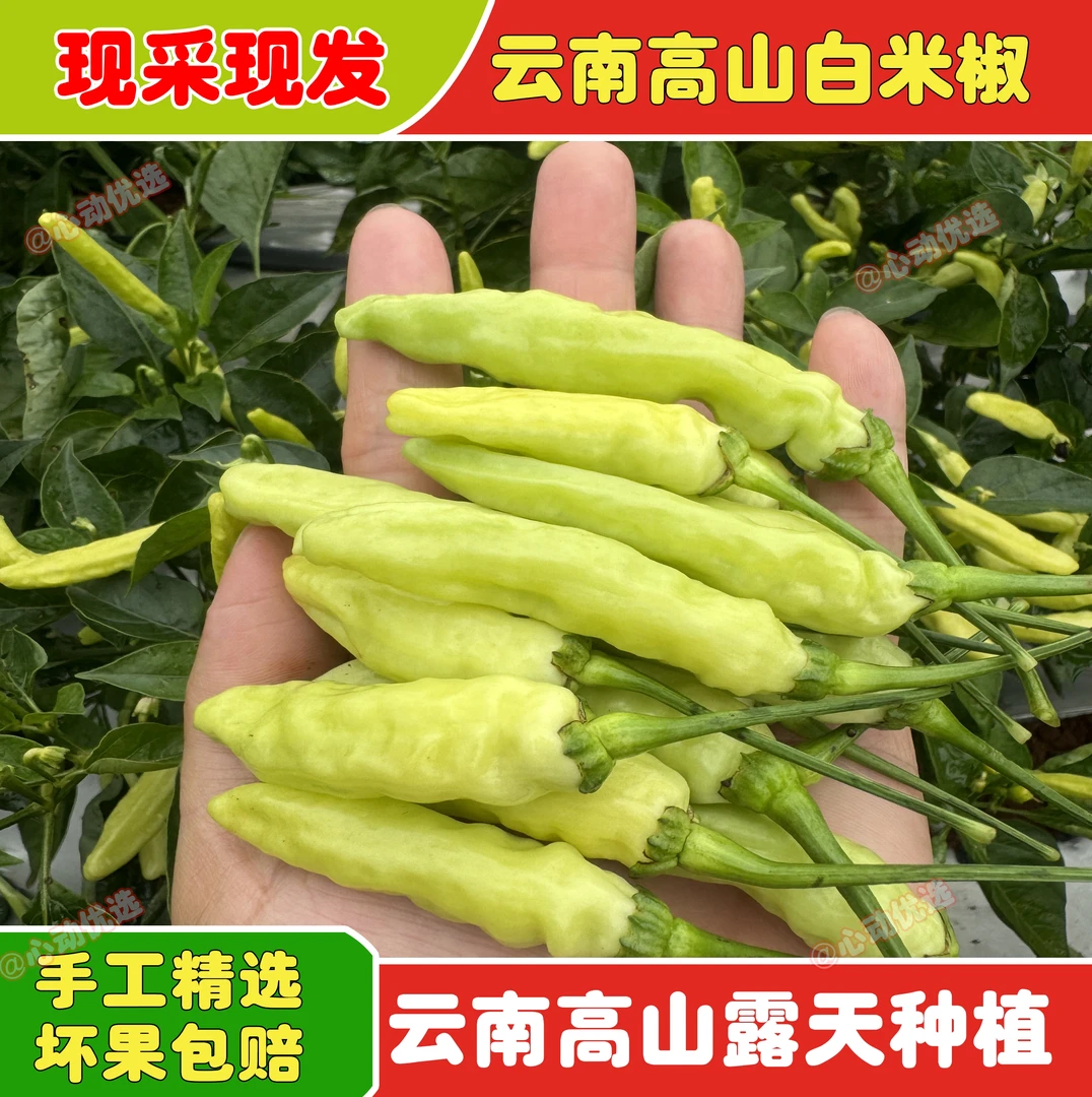 云南白米椒现摘现发野山椒白泡椒朝天椒剁椒腌制泡椒小米椒特香