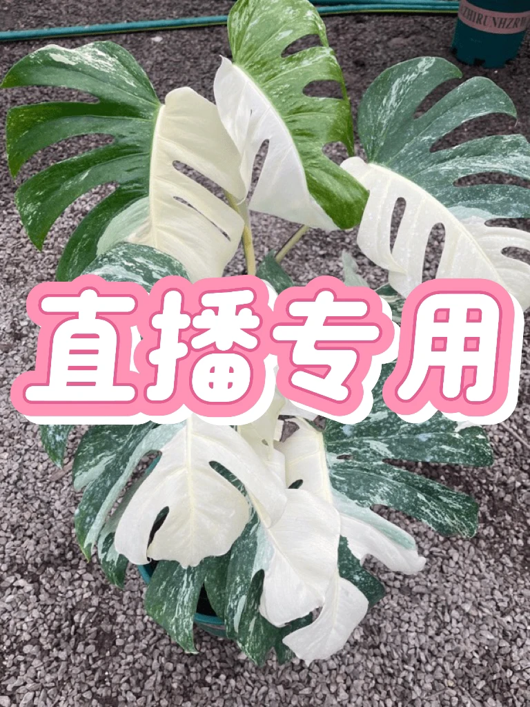 网红ins热植 出锦龟背竹  （一物一拍）原盆原土发货美观发货