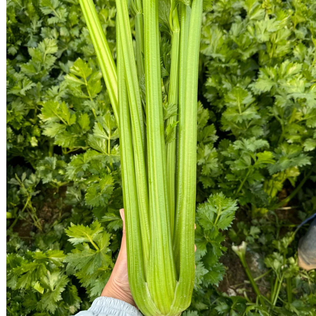 山东西芹农家自种榨汁可用 脆嫩多汁 现挖现发（5斤西芹）