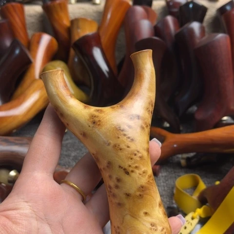 樟科（黄金檀）树结42