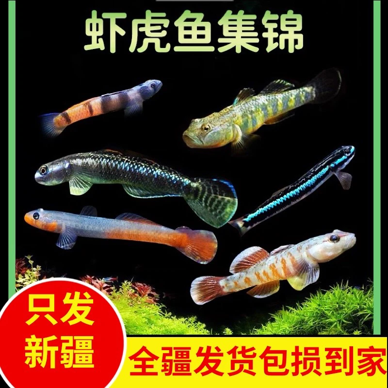 新疆观赏鱼包邮东南亚人工繁殖虾虎红唇红腰奥特曼紫身好养易活