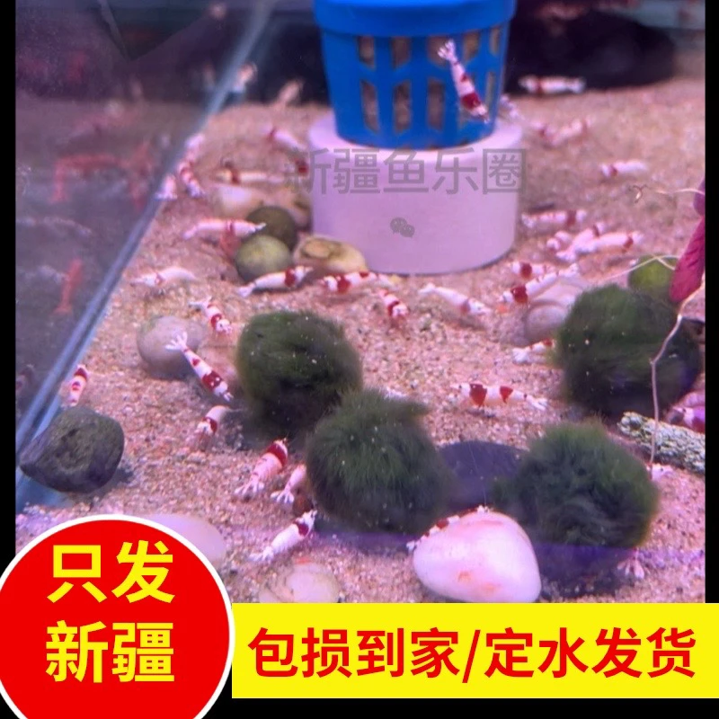 新疆鱼乐圈包邮五彩米虾红白水晶虾极火虾清理绿藻虾草缸清洁虾