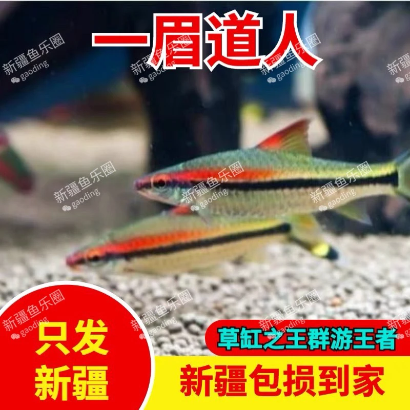 新疆鱼乐圈包邮一眉群游活体热带观赏鱼可混养草缸南美缸配鱼