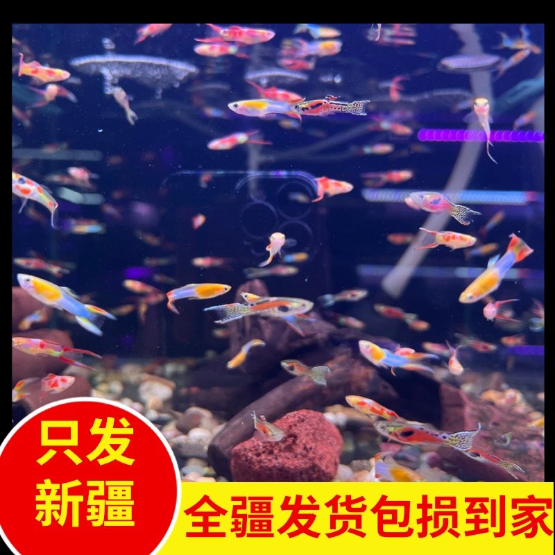新疆观赏鱼包邮双剑精灵孔雀鱼混装3个品种日本蓝精灵红日