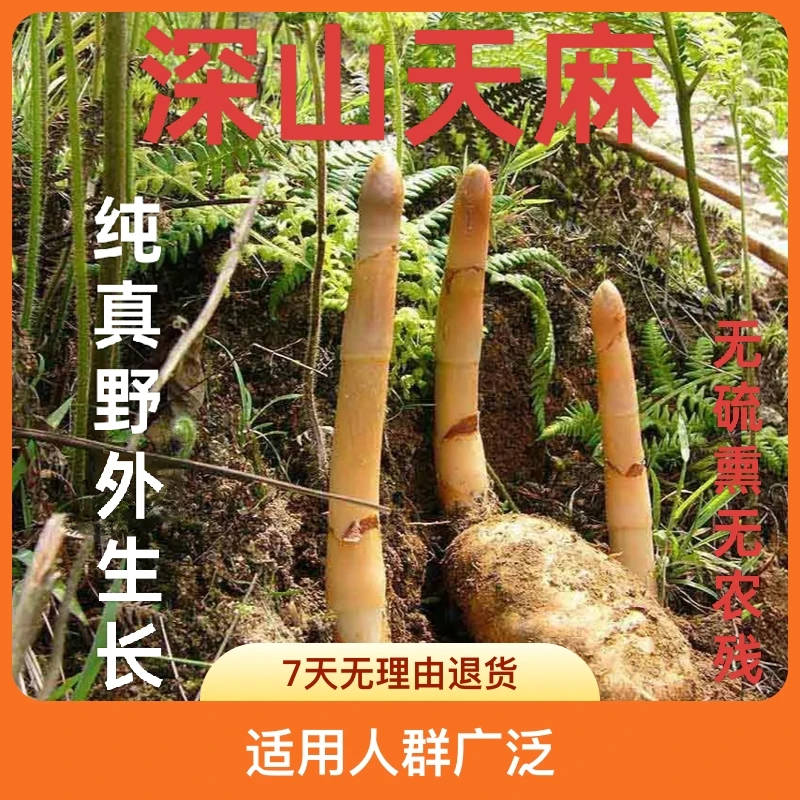 【憨哥珍品】四川深山天麻购买鲜品注意商品详情