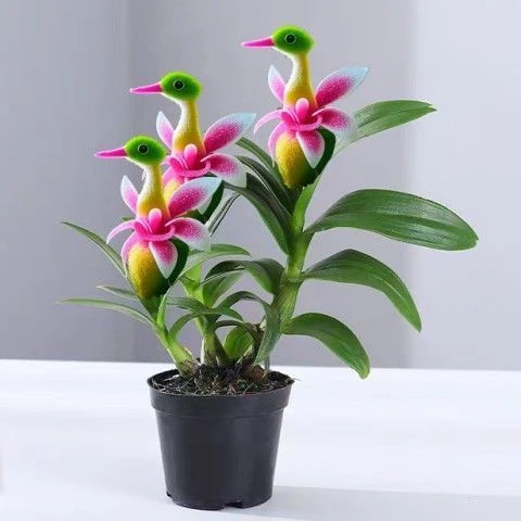 爆款热卖买金鸿鸭花满屋香浓香新款盆栽外形可爱清香芬芳除甲醛花
