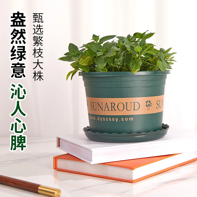 新鲜食用薄荷盆栽植物提神香草绿植室内驱蚊草办公桌绿植基地直发
