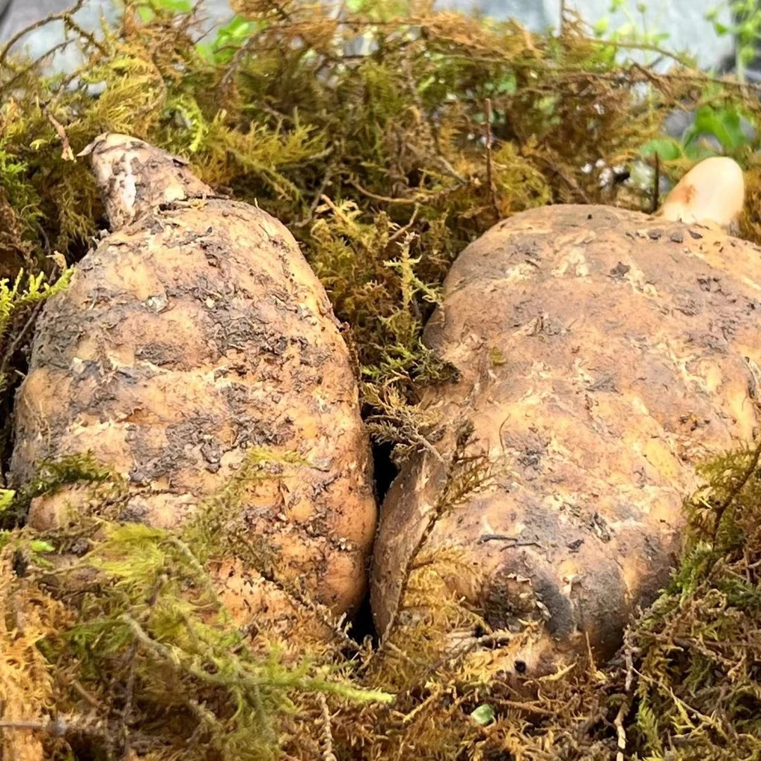 正宗云南昭通鲜麻现采现挖1斤包邮天麻新鲜云南昭通乌天麻