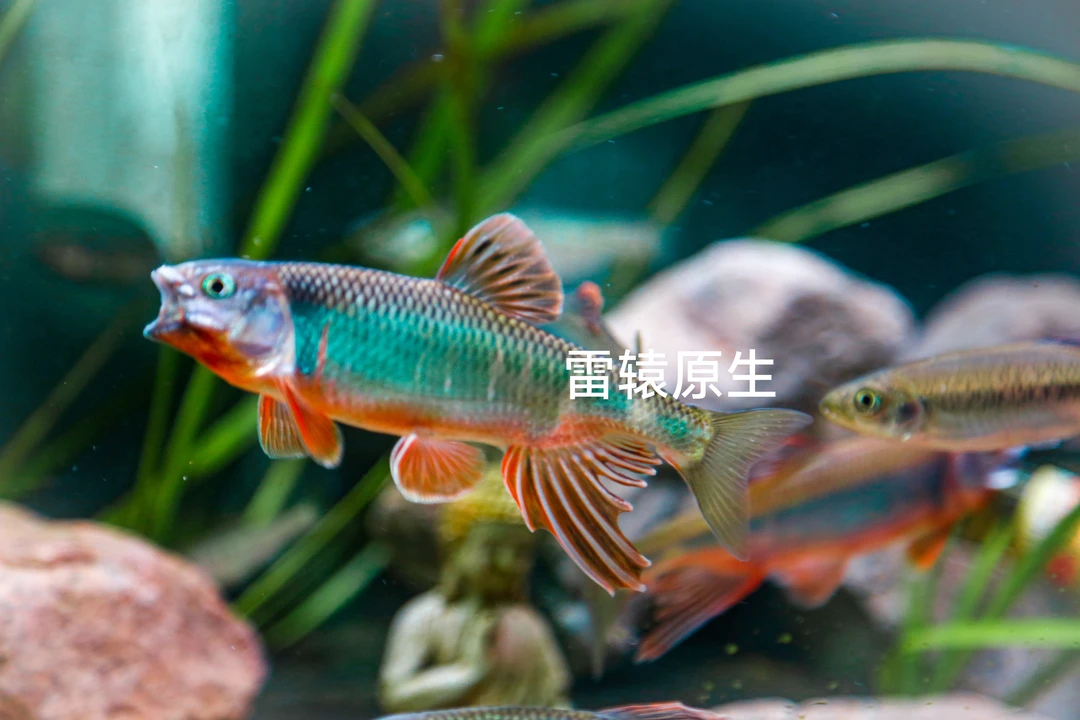 成体微发色的六安宽鳍鱲包邮