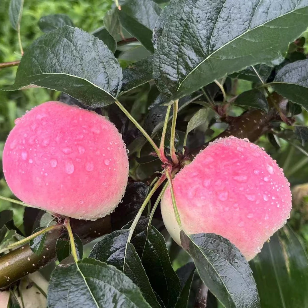 甘肃万顺禾瑞阳苹果12枚礼盒精装