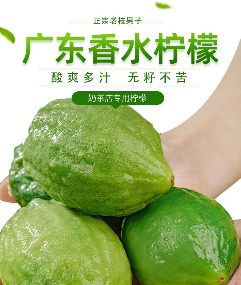 新鲜无籽香水柠檬（一级果）奶茶专用现摘现发酸爽多汁果香诱人