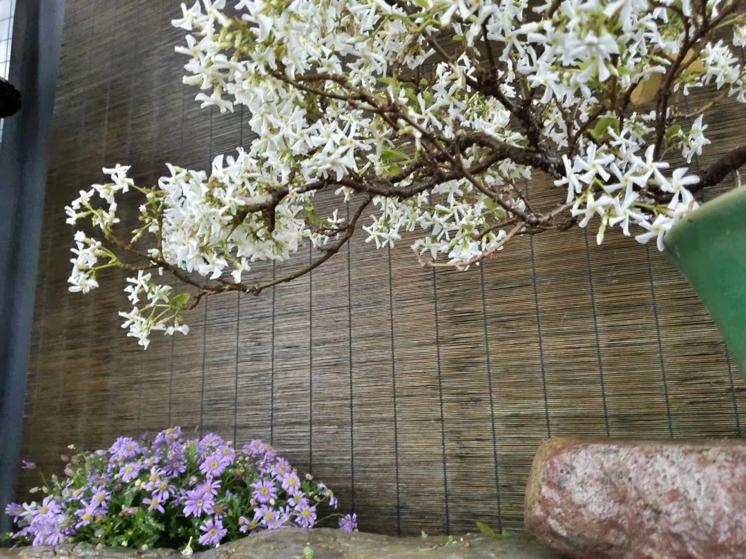 精品络石盆景，杂木盆景等