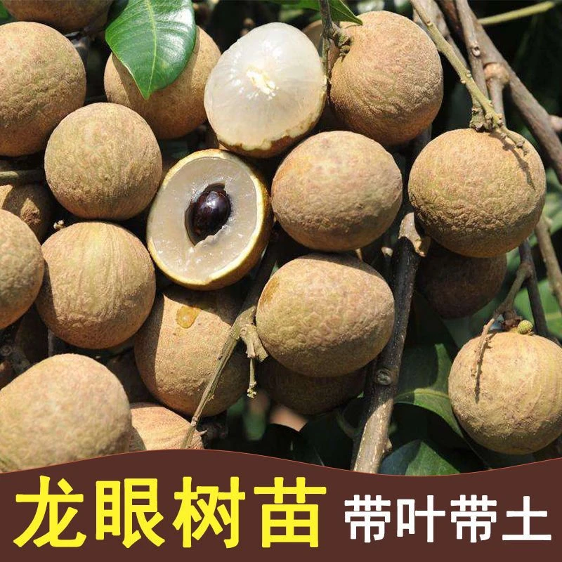 龙眼树苗石硖龙眼四季蜜龙大龙眼树苗四季桂圆树苗果树苗嫁接苗