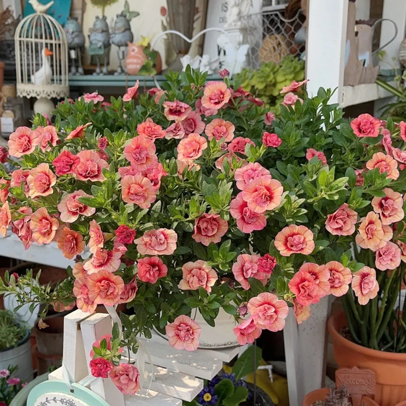 百万小玲盆栽 多色 开花机器 室内阳台庭院花卉 多年生