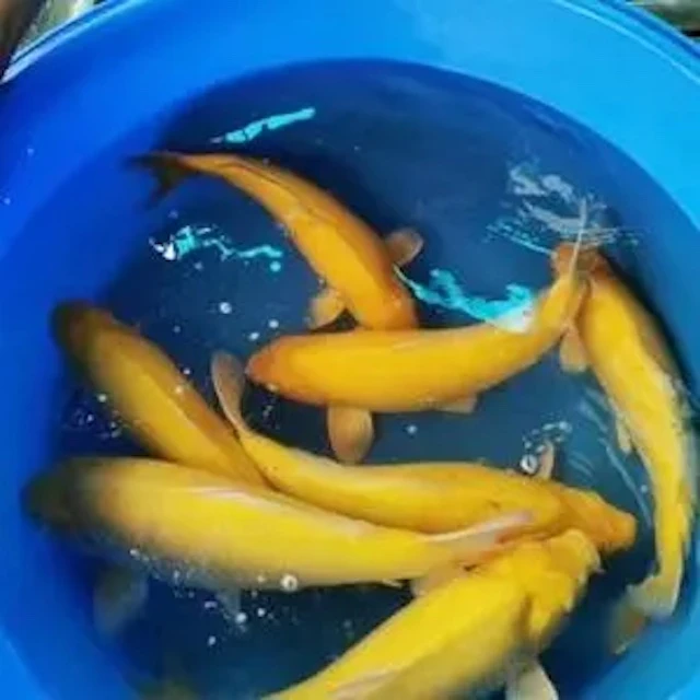 小西芒果芥子茶鲤20➕公分活体锦鲤鱼包邮包活