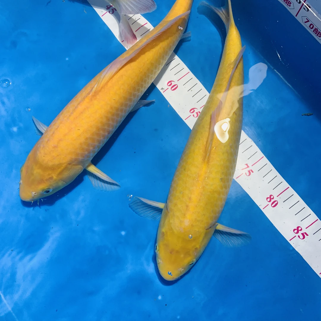 小西芒果介子茶鲤8-10公分左右2尾活体锦鲤鱼