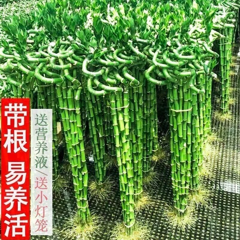 带根水培龙竹富贵竹植物水养弯竹直竹竹子盆栽客厅室内绿植