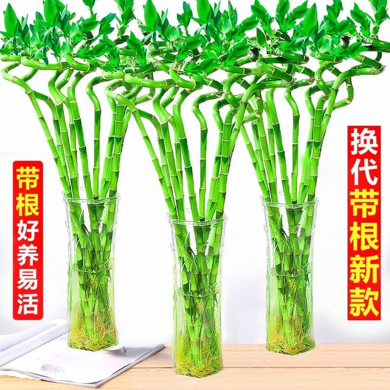 带根水培龙竹富贵竹植物水养弯竹直竹子盆栽客厅室内绿植绿色