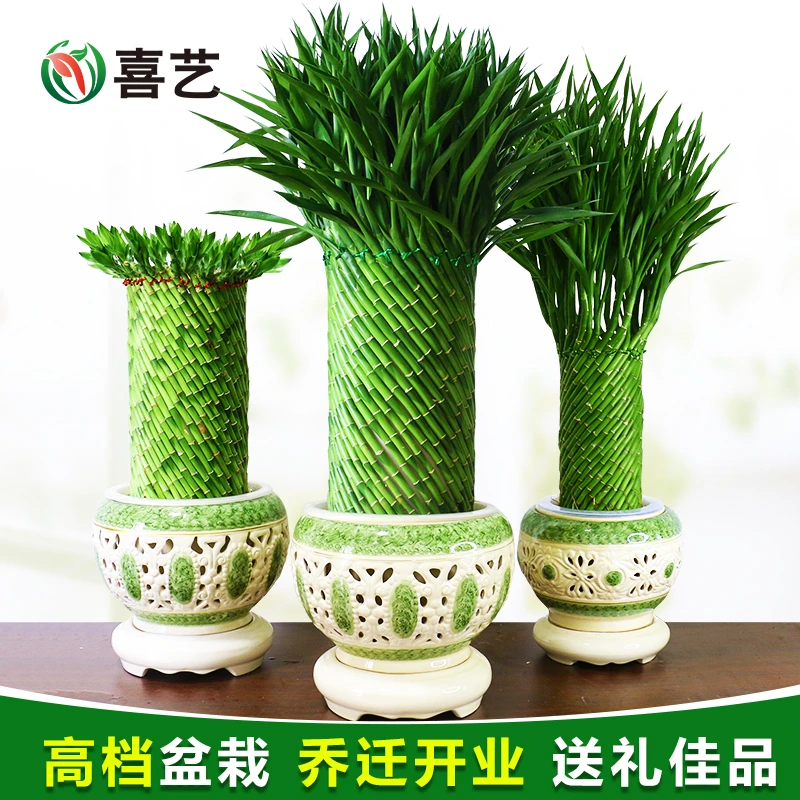 好养富贵竹办公室客厅室内落地大型绿植竹子盆栽植物居家旺宅摆件