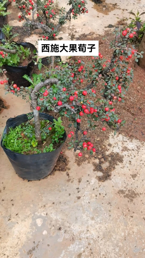 西施荀子冬天落叶不掉果