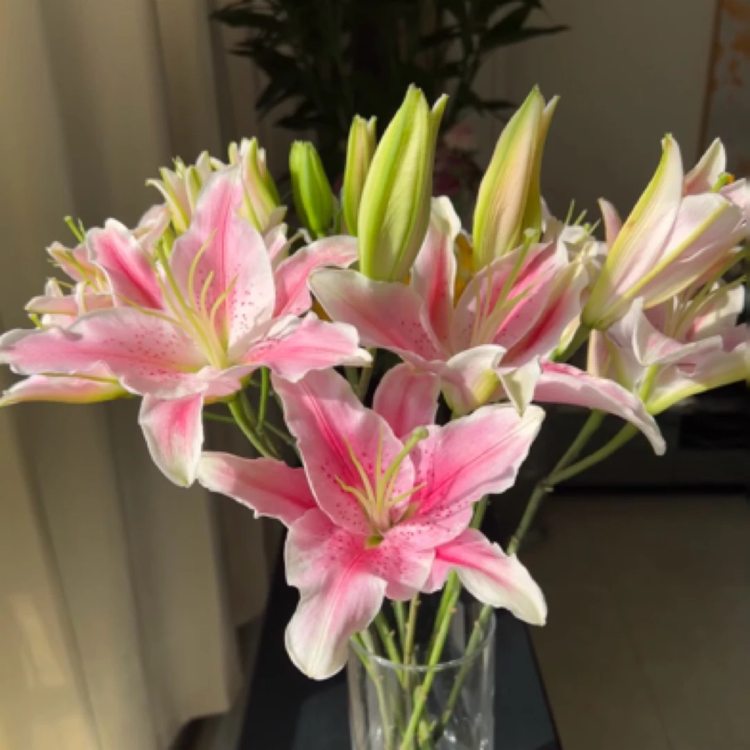 【香羿鲜花】粉百合/2枝7-8花苞/全场任意满两单及以上包邮