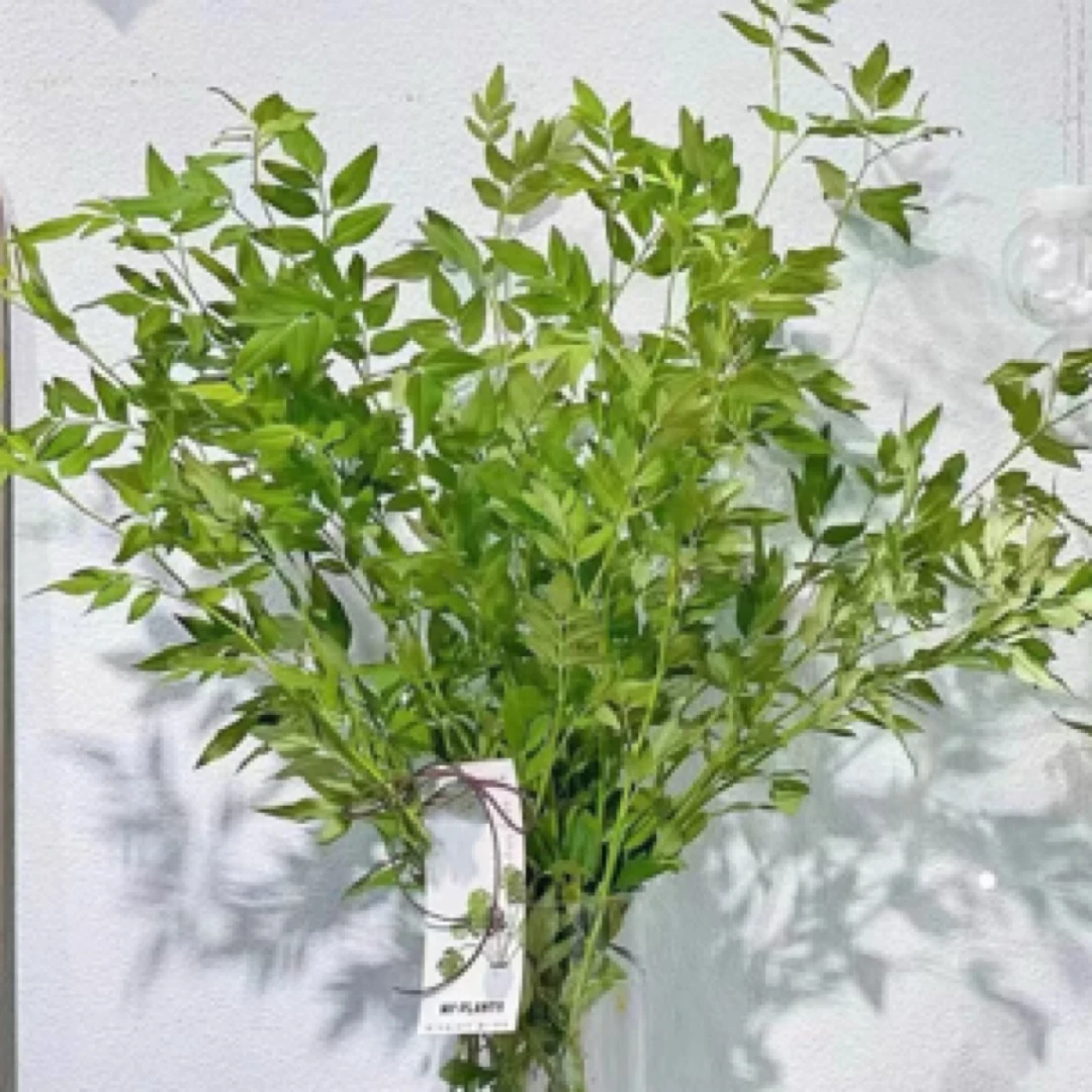 【香羿鲜花】九星叶一扎/全场任意满两单及以上包邮