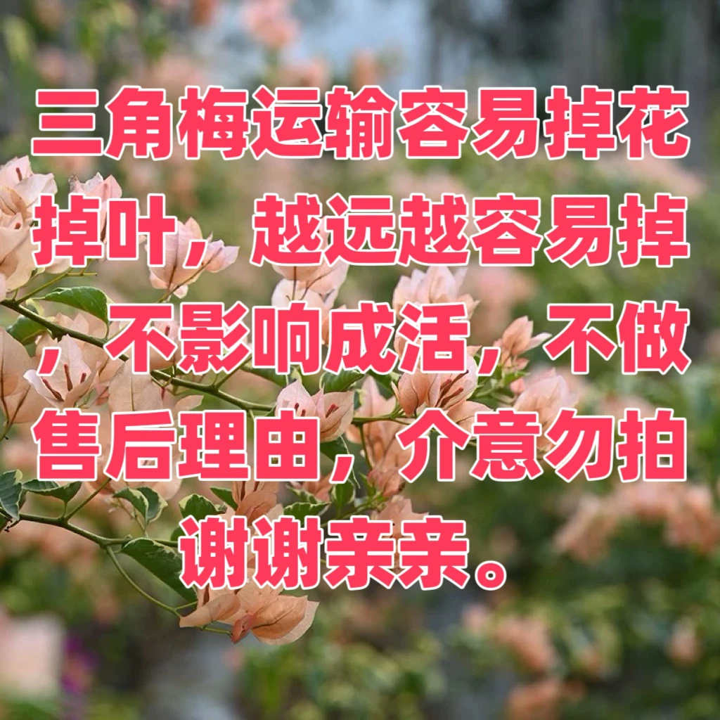 多品种三角梅一物一拍看上扣收货人手机号码后四位