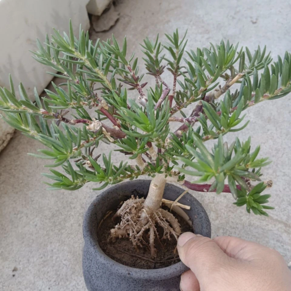 重瓣太阳花牡丹玫红王紫色太阳花小老桩可以过冬养老桩的花卉