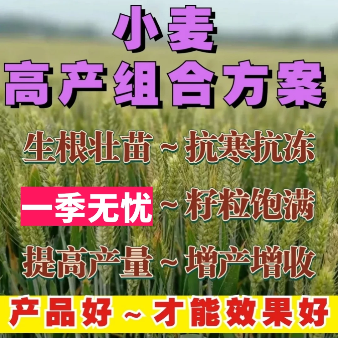 小麦高产组合套餐生根壮苗增强抗逆抗重茬增产增收效果好卖相好看