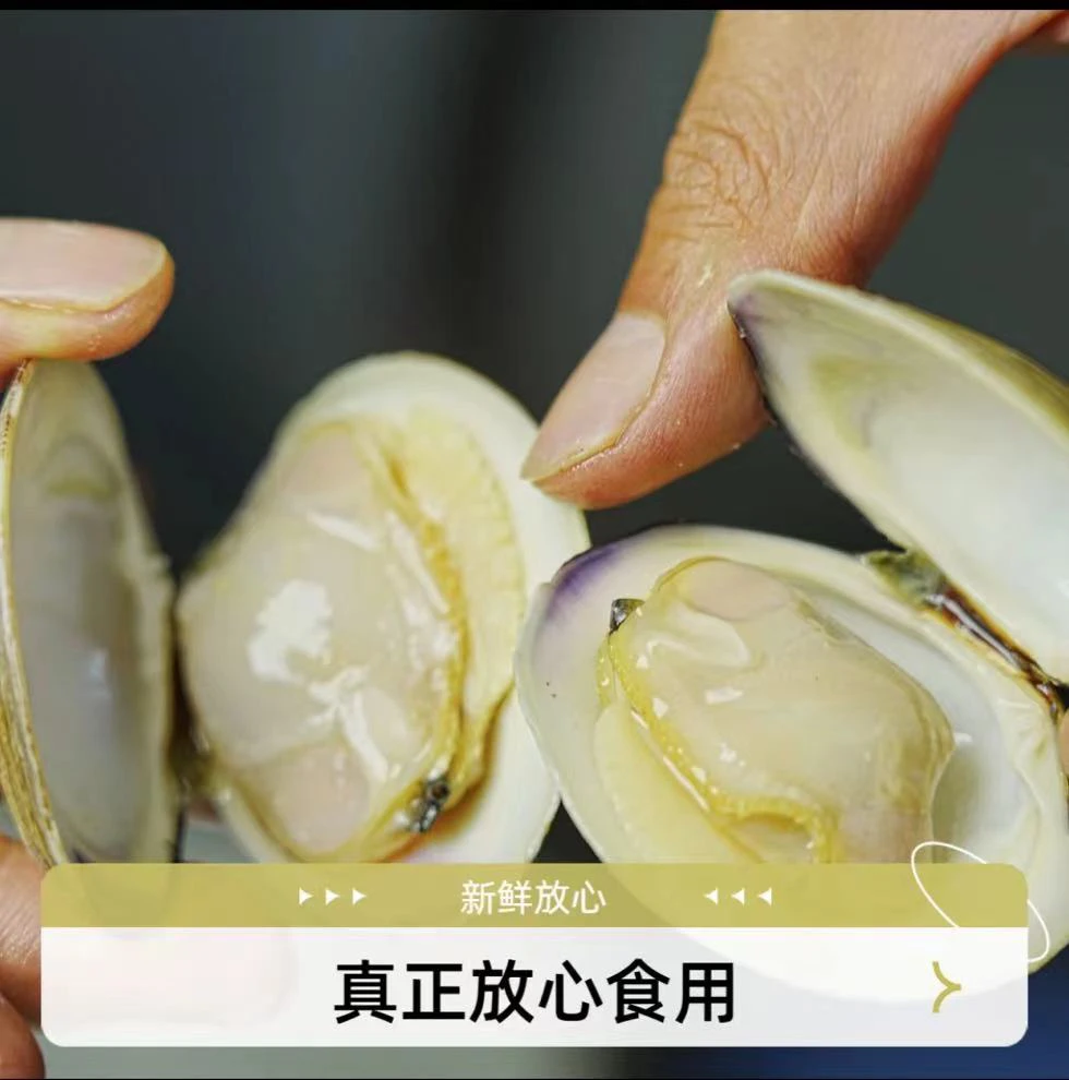 新鲜鲜活无沙蛤蜊(6斤/12斤)每斤10-15只左右