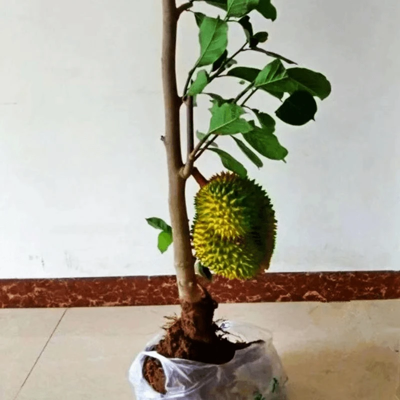 云南盆栽榴莲苗果树苗南北方种植猫山王泰国金枕头庭院阳台种植