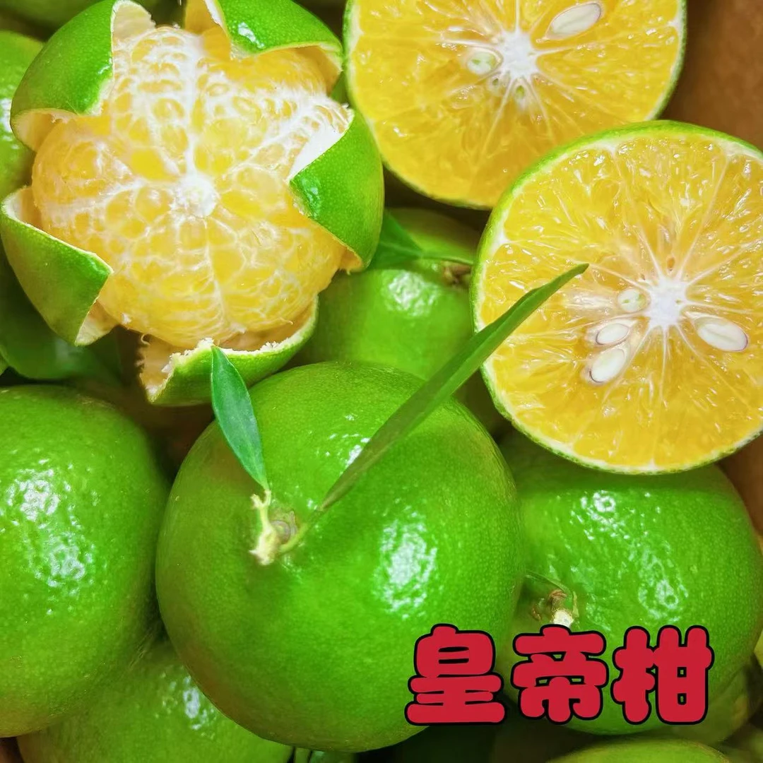 皇帝柑【贡柑】清甜多汁皮薄肉厚当季水果新鲜采摘自家果园
