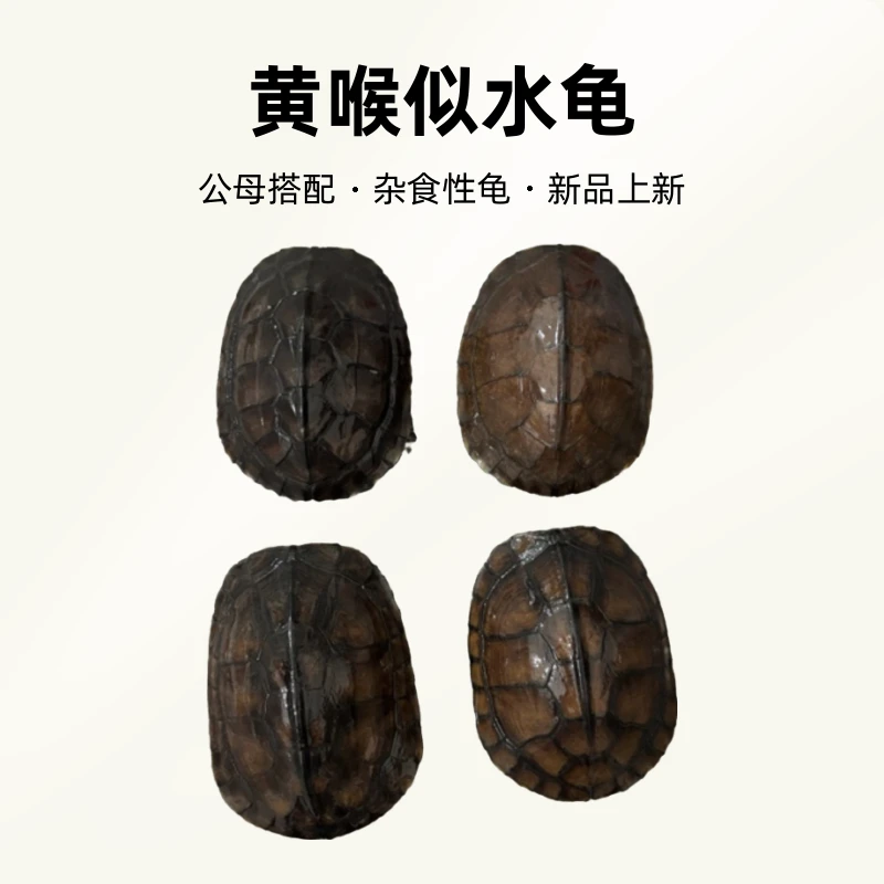 （直播间下单链接)南石金钱龟