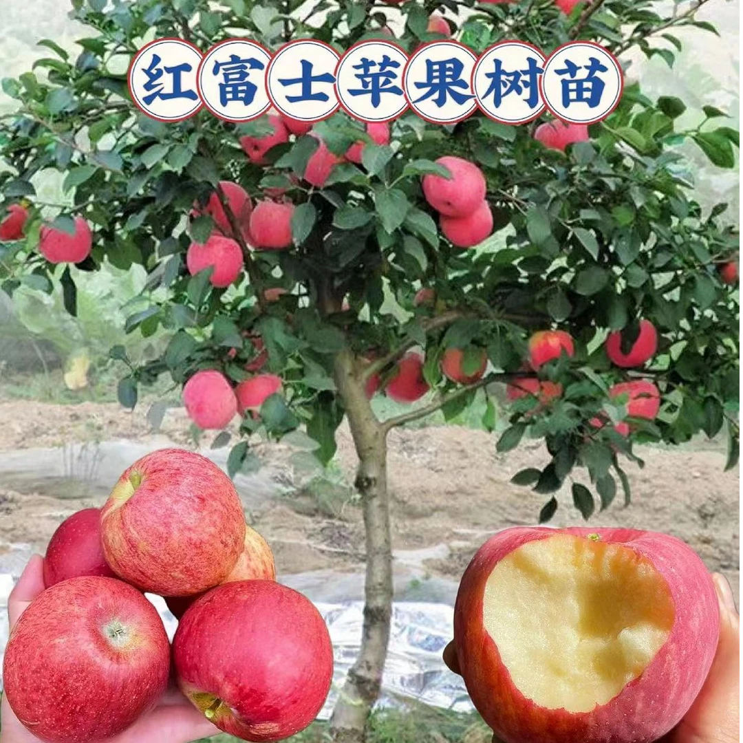 盆栽苹果树果苗红富士苗红肉苹果苗南方北方种植冰糖心矮化果树