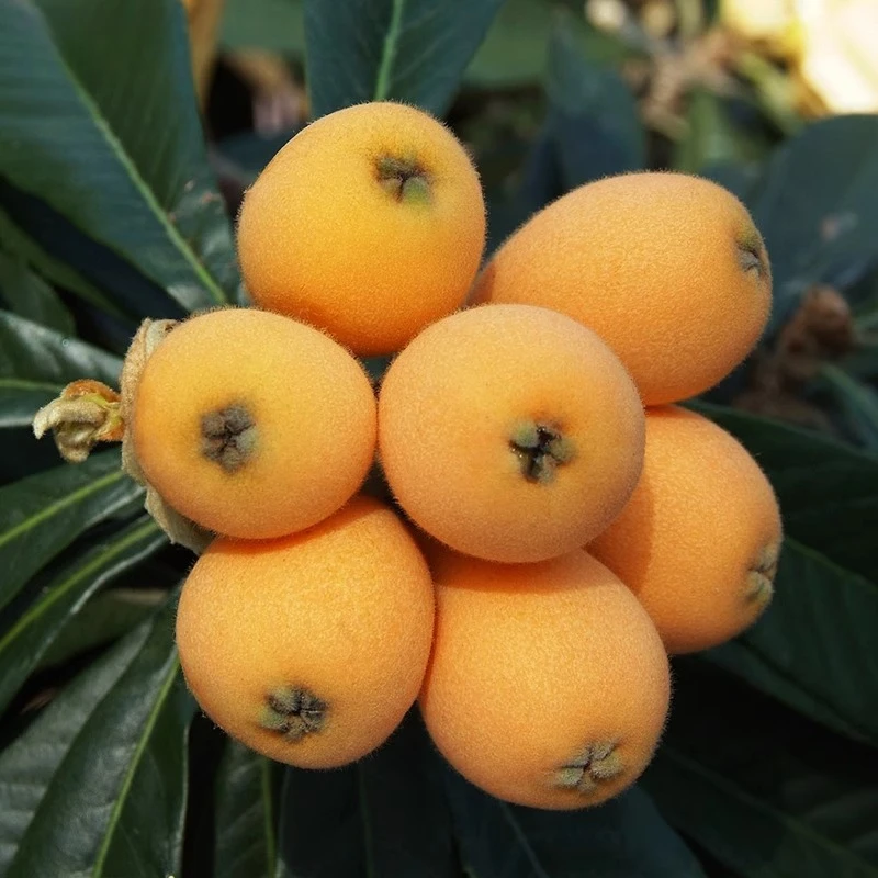 盆栽大五星枇杷树白沙枇杷庭院果树苗家庭果盆栽南北种植