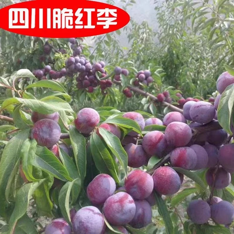 脆红李子树苗新品种脆李子树苗盆栽庭院南方北方果树果苗地栽盆栽