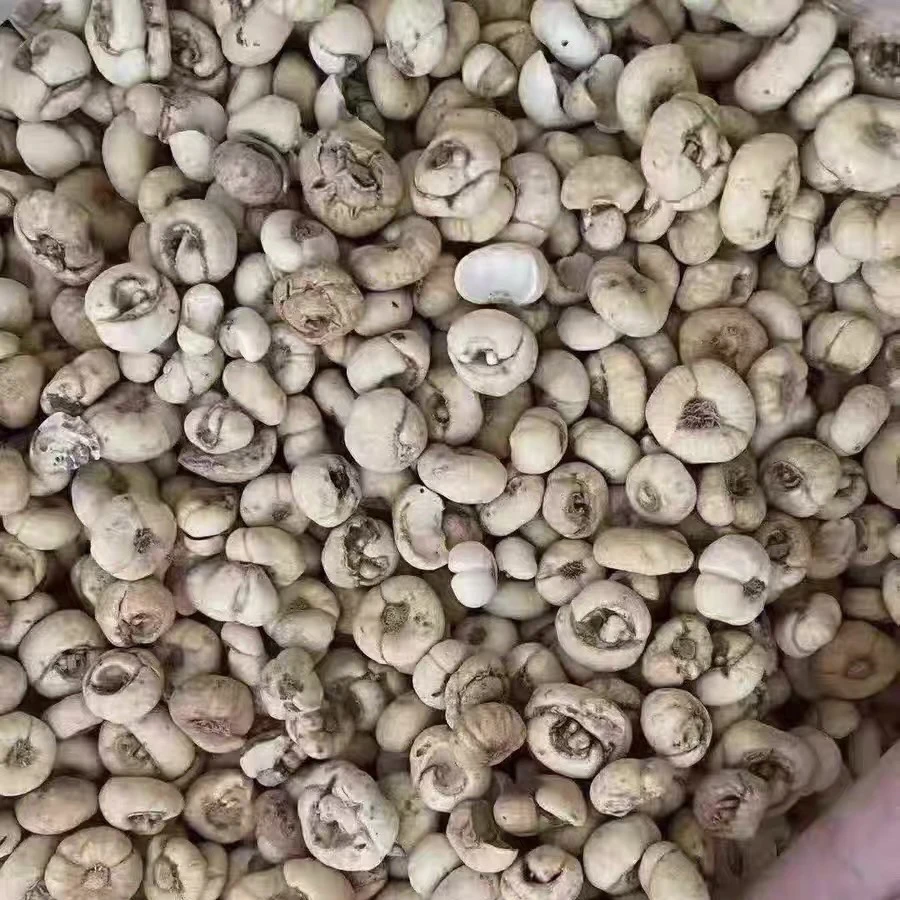 深山小贝母 现收山货土特产