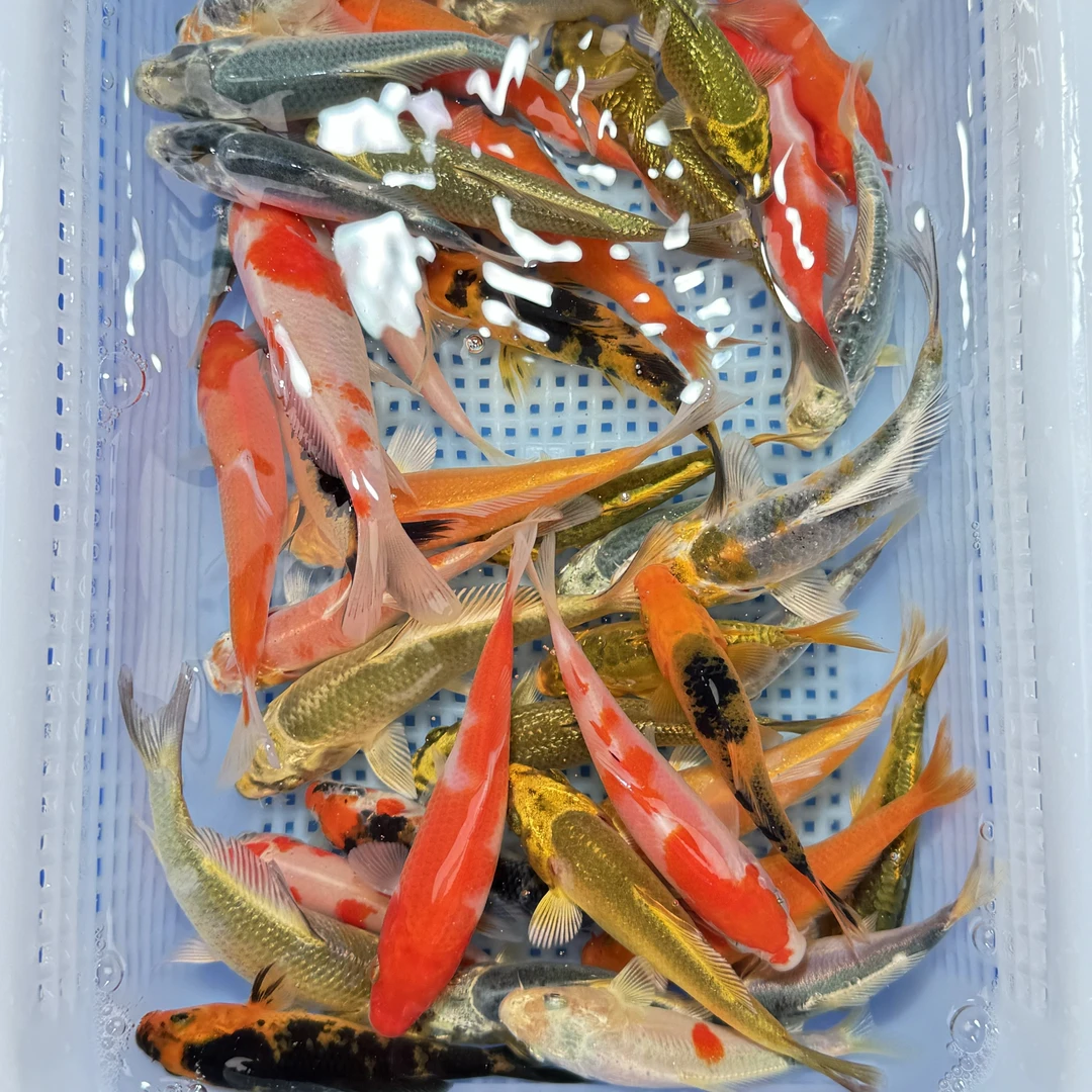 混搭款小锦鲤淡水观赏鱼小型鱼冷水鱼