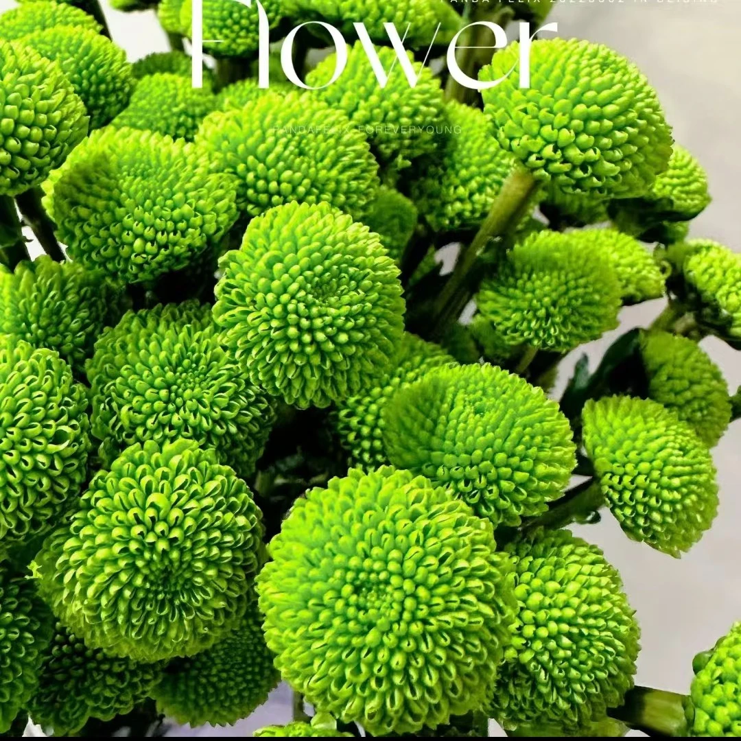 绿扣小雏菊   居家办公优选《东北基地发货》