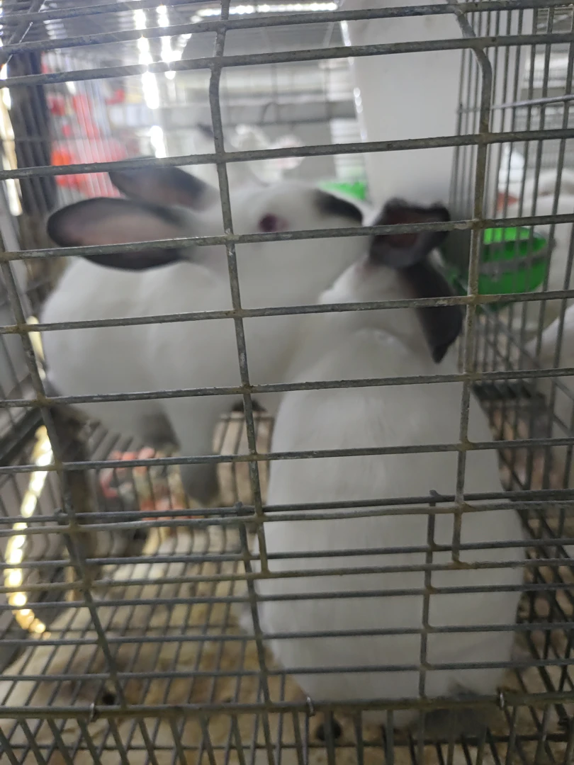 伊拉大肉兔运输笼一物一拍