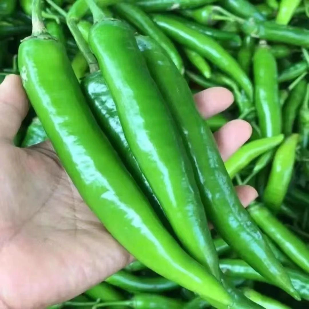 河南蔬菜薄皮小青椒土辣椒羊角辣牛角辣现摘现发可腌制