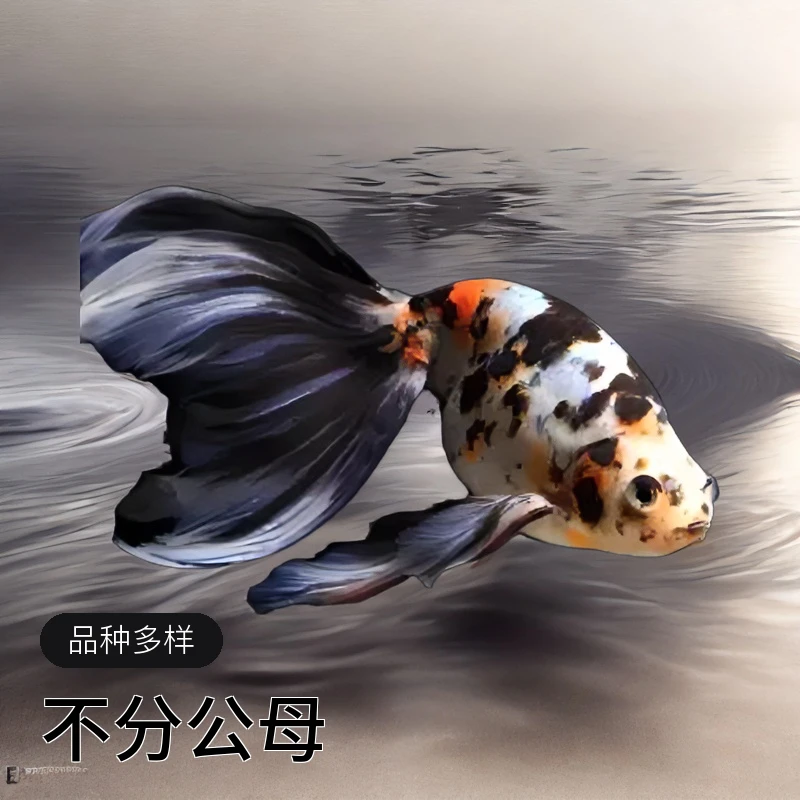丹凤金鱼活体冷水观赏鱼国粹传统金鱼俯视淡水金鱼，完美主义慎拍