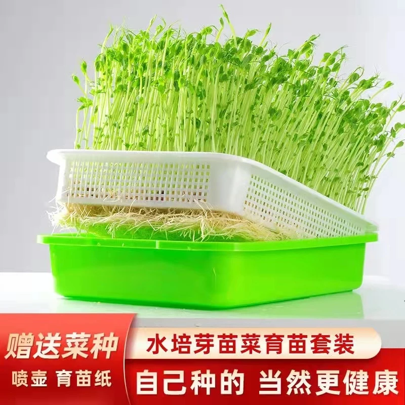 水培生豆芽发芽育苗盘