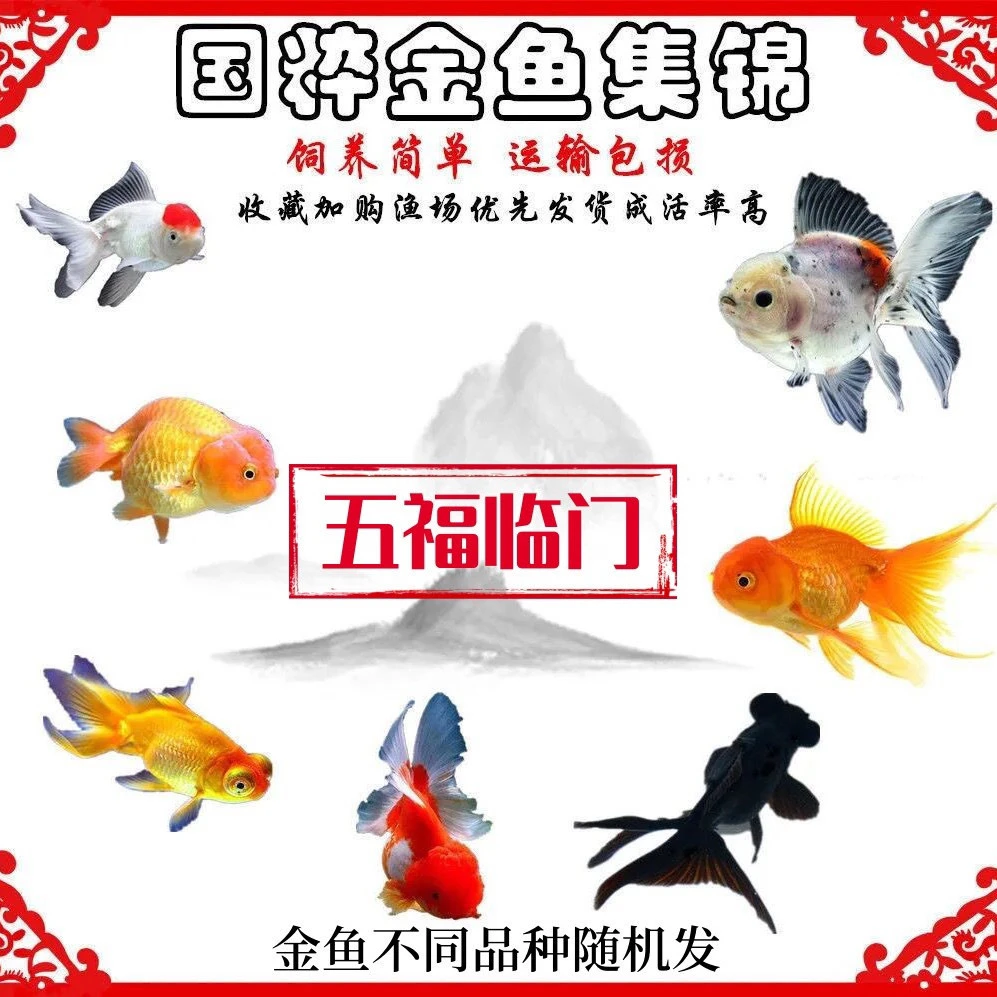 冷水鹤顶红菠萝超萌蝴蝶鲤好物金鱼冷水好养耐活冷水金鱼观赏鱼