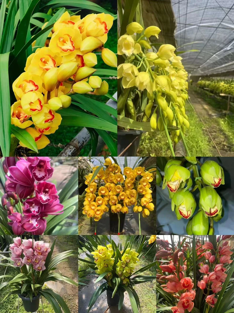 玉观音拱兰一物一拍年宵花 室内高档花愿盆原土发货