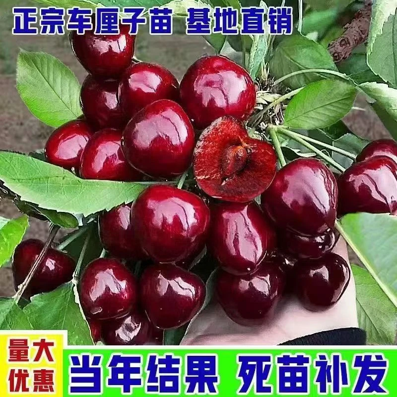 车厘子树果树苗大樱桃苗特大嫁接车厘子树苗盆栽地栽南方北方种植
