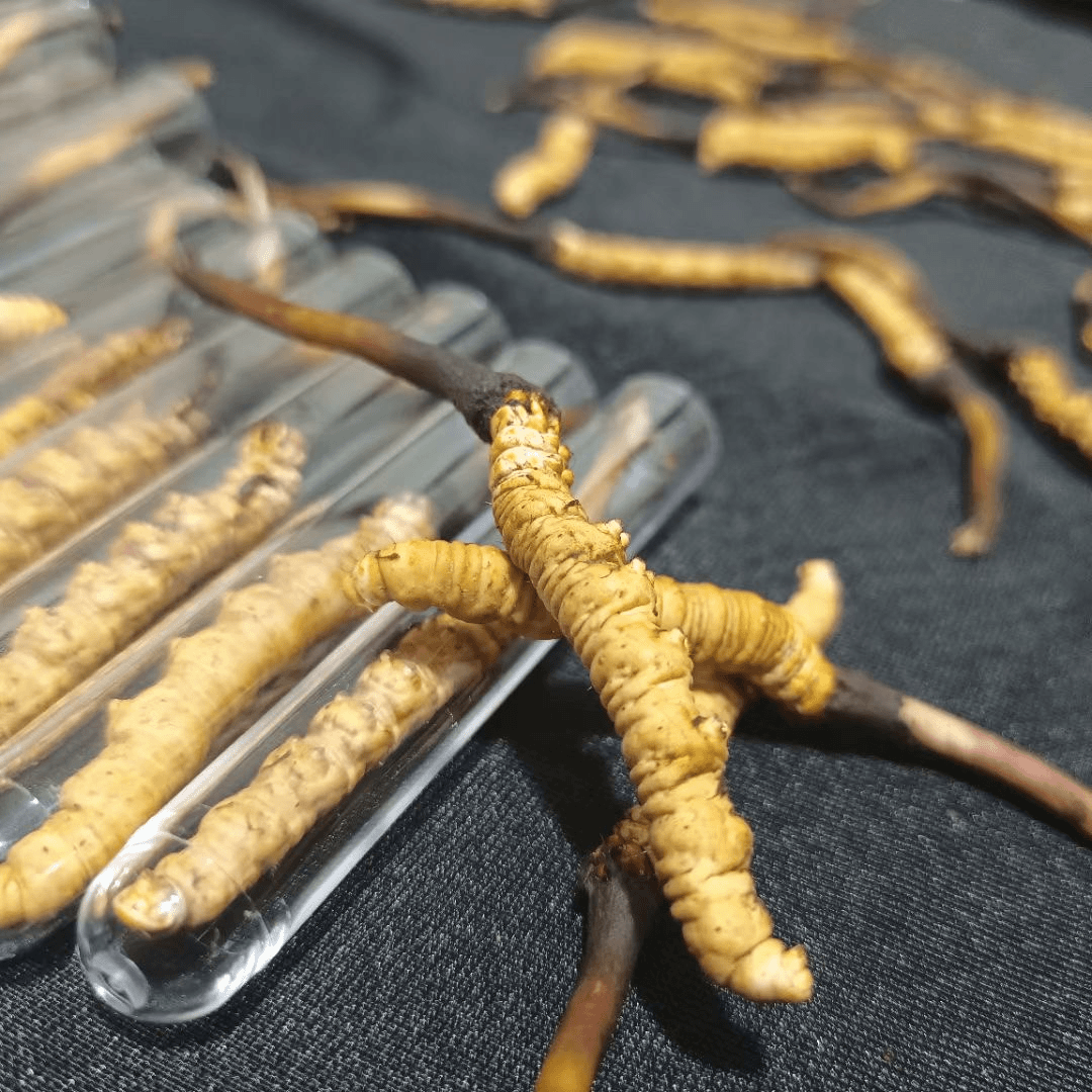 0.4克【统货】高海拔 头期 新鲜虫草 冬虫夏草 拍照发货 坏单包赔